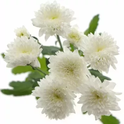 CHRYSANTHEMA T EURO