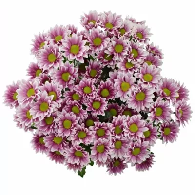 CHRYSANTHEMA T HAYDAR PINK 85g