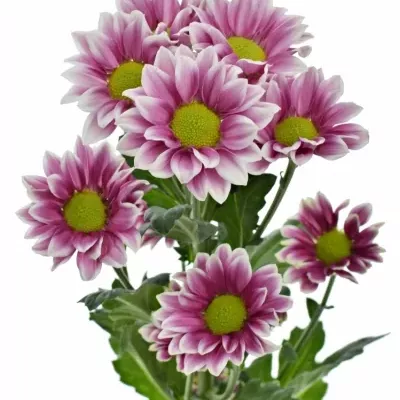 CHRYSANTHEMA T HAYDAR PINK 85g