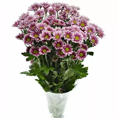 CHRYSANTHEMA T HAYDAR PINK 85g