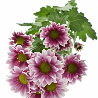 CHRYSANTHEMA T HAYDAR PINK 85g