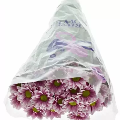 CHRYSANTHEMA T HAYDAR PINK 85g