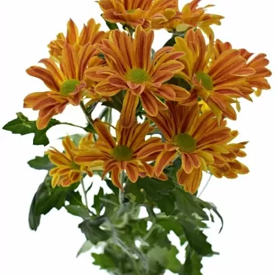 CHRYSANTHEMA T JORDI RED 75g