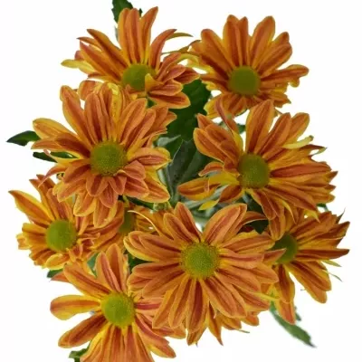 CHRYSANTHEMA T JORDI RED 75g