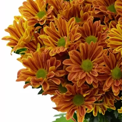 CHRYSANTHEMA T JORDI RED 75g