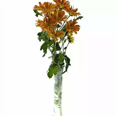 CHRYSANTHEMA T JORDI RED 75g