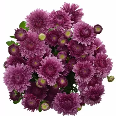 CHRYSANTHEMA T LINDA 60g