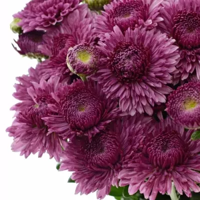 CHRYSANTHEMA T LINDA 60g