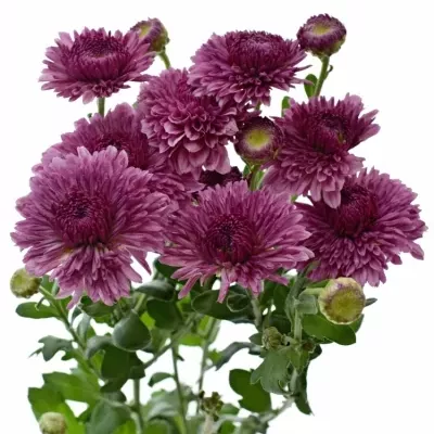 CHRYSANTHEMA T LINDA 60g