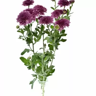 CHRYSANTHEMA T LINDA 60g