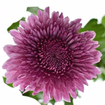 CHRYSANTHEMA T LINDA 60g