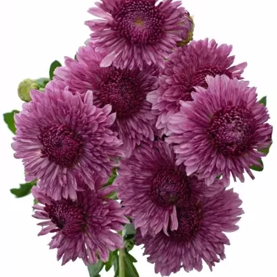 CHRYSANTHEMA T LINDA 60g