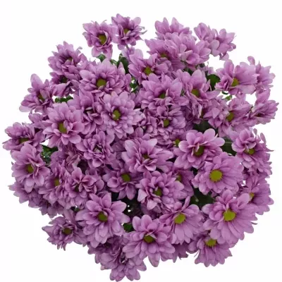 CHRYSANTHEMA T MEMPHIS PINK 80g