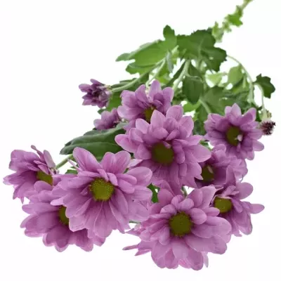 CHRYSANTHEMA T MEMPHIS PINK 80g