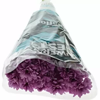 CHRYSANTHEMA T MEMPHIS PINK 80g