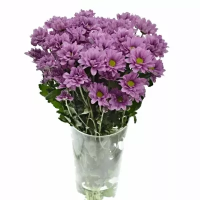 CHRYSANTHEMA T MEMPHIS PINK 80g