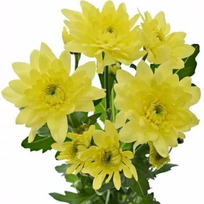 CHRYSANTHEMA T PINA COLADA YELLOW 95g