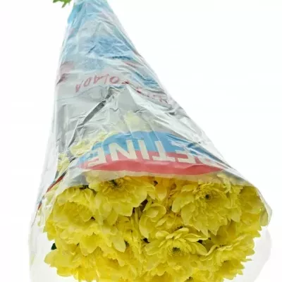 CHRYSANTHEMA T PINA COLADA YELLOW 95g