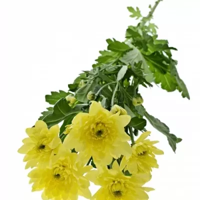 CHRYSANTHEMA T PINA COLADA YELLOW 95g