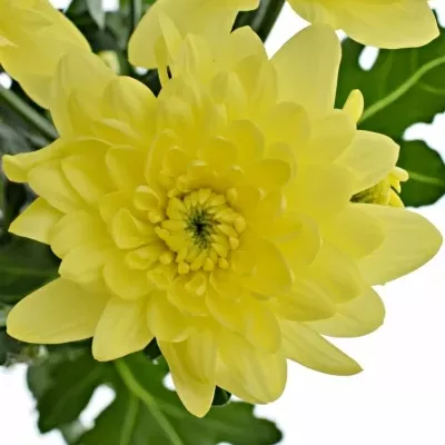 CHRYSANTHEMA T PINA COLADA YELLOW 95g