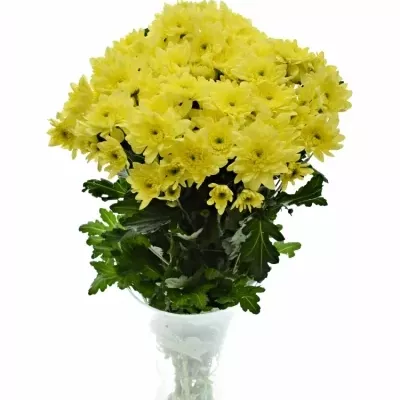 CHRYSANTHEMA T PINA COLADA YELLOW 95g