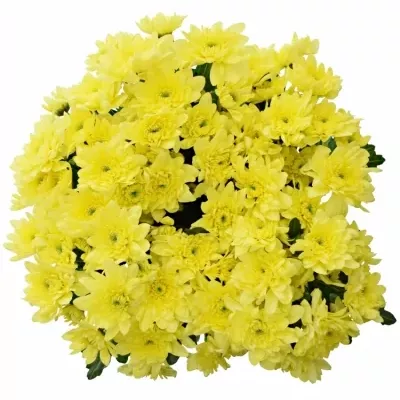 CHRYSANTHEMA T PINA COLADA YELLOW 95g