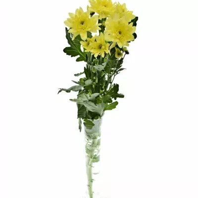 CHRYSANTHEMA T PINA COLADA YELLOW 95g