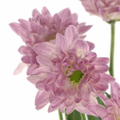 CHRYSANTHEMA T PRADA SWEET