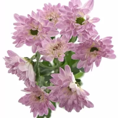 CHRYSANTHEMA T PRADA SWEET