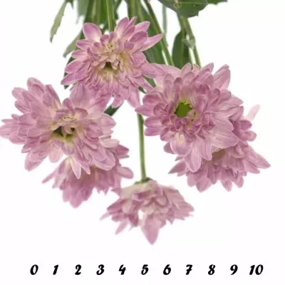 CHRYSANTHEMA T PRADA SWEET