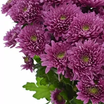 CHRYSANTHEMA T ROMANCE PURPLE 75g