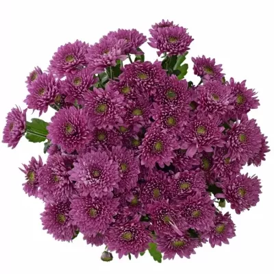 CHRYSANTHEMA T ROMANCE PURPLE 75g