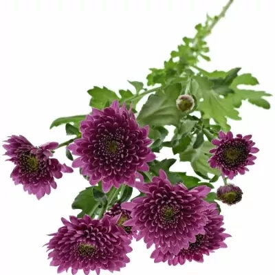 CHRYSANTHEMA T ROMANCE PURPLE 75g