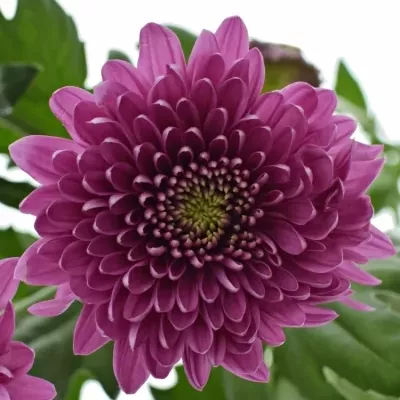 CHRYSANTHEMA T ROMANCE PURPLE 75g