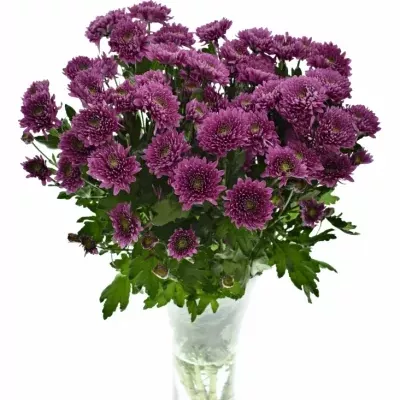 CHRYSANTHEMA T ROMANCE PURPLE 75g