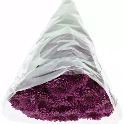 CHRYSANTHEMA T ROMANCE PURPLE 75g