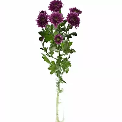 CHRYSANTHEMA T ROMANCE PURPLE 75g