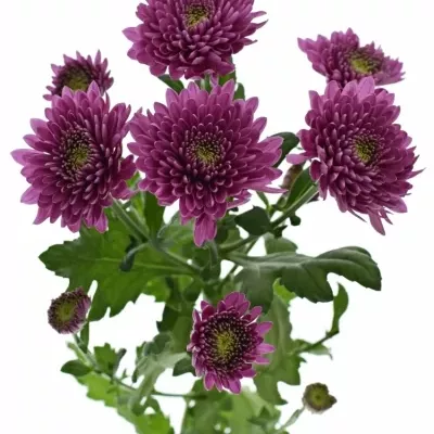 CHRYSANTHEMA T ROMANCE PURPLE 75g