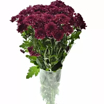 CHRYSANTHEMA T ROYCE 75g