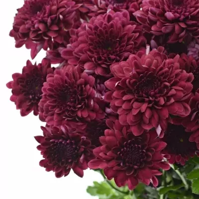 CHRYSANTHEMA T ROYCE 75g