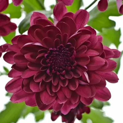 CHRYSANTHEMA T ROYCE 75g