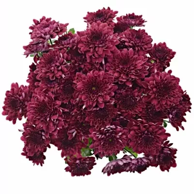 CHRYSANTHEMA T ROYCE 75g