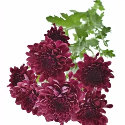 CHRYSANTHEMA T ROYCE 75g