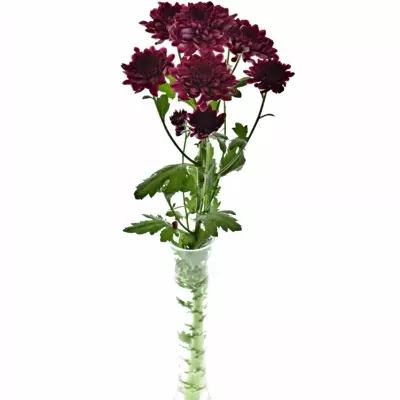 CHRYSANTHEMA T ROYCE 75g