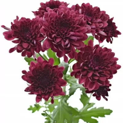 CHRYSANTHEMA T ROYCE 75g