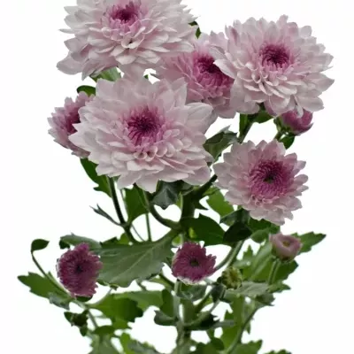 Chrysanthema T ROYCE LOVELY 80g