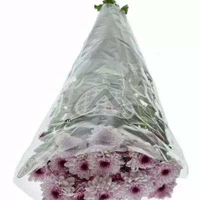 Chrysanthema T ROYCE LOVELY 80g