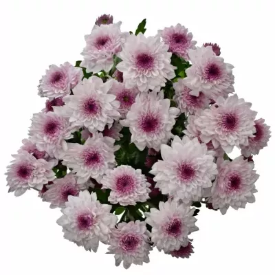 Chrysanthema T ROYCE LOVELY 80g