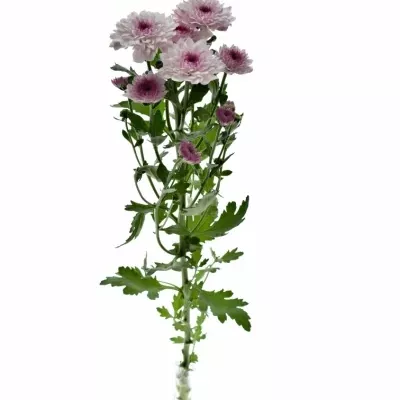 Chrysanthema T ROYCE LOVELY 80g