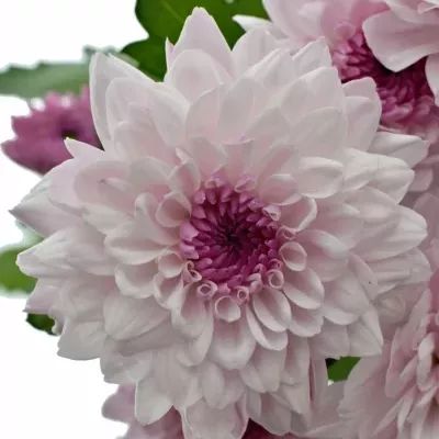 Chrysanthema T ROYCE LOVELY 80g